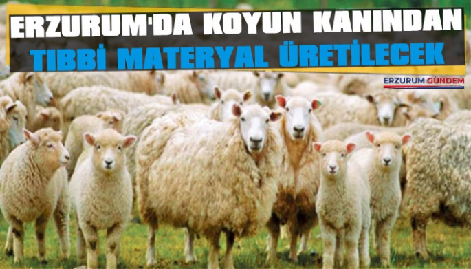 Erzurum'da Koyun Kanından Tıbbi Materyal Üretilecek