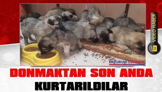 Erzurum'da Yavru Köpekleri Kurtarıldı